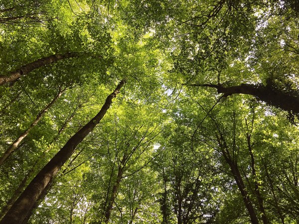 What are the cultural perspectives on traditional healing practices in different societies?