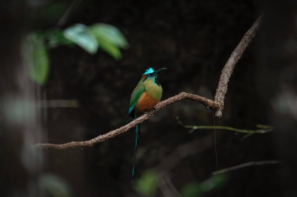 Navigating pet adoption: questions to ask before adopting